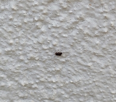 Strongylocoris