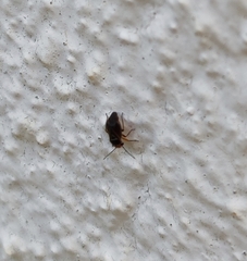 Strongylocoris
