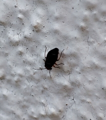 Strongylocoris