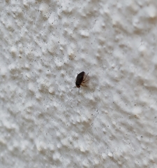 Strongylocoris