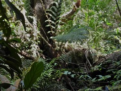 Sphaeropteris squamulata