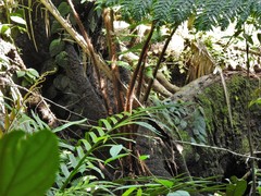 Sphaeropteris squamulata