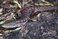 Elgaria multicarinata multicarinata