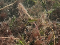 Halichoeres brownfieldi