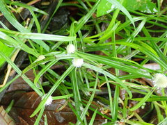 Cyperus