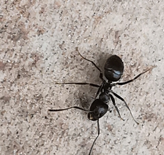 Lasius
