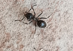 Lasius