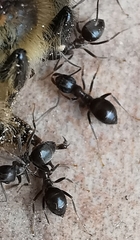 Lasius