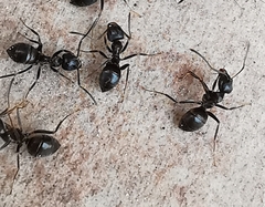 Lasius