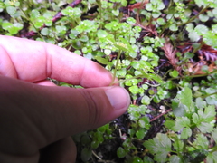 Chrysosplenium glechomifolium