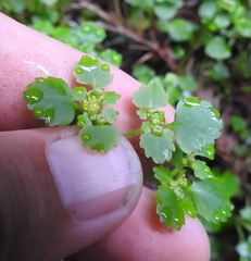 Chrysosplenium glechomifolium