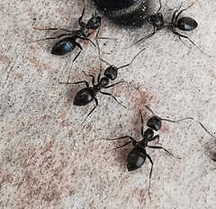 Lasius