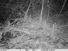 Philander opossum