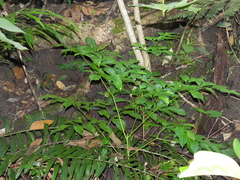 Radermachera quadripinnata