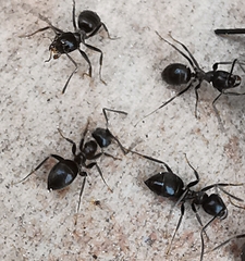 Lasius