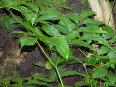 Radermachera quadripinnata