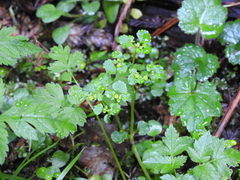 Chrysosplenium glechomifolium