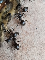 Lasius