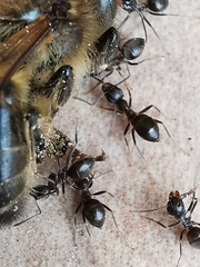 Lasius