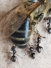 Lasius