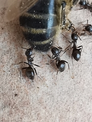 Lasius