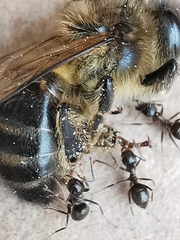Lasius