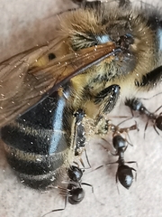 Lasius