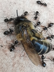 Lasius