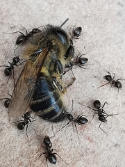 Lasius