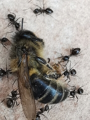 Lasius