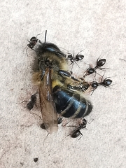 Lasius