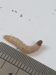 Endothenia gentianaeana