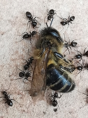 Lasius