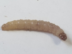 Endothenia gentianaeana