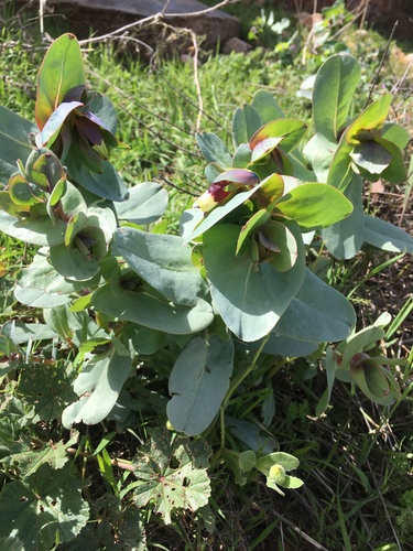 Cerinthe major image