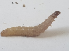 Endothenia gentianaeana