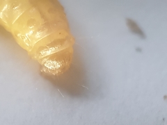 Endothenia gentianaeana