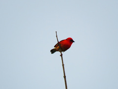 Foudia madagascariensis
