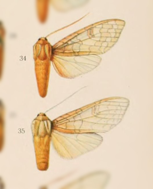 Halysidota meridionalis