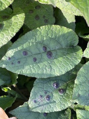 Dermateaceae