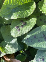 Dermateaceae