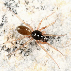 Walckenaeria directa