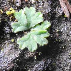 Ricciaceae
