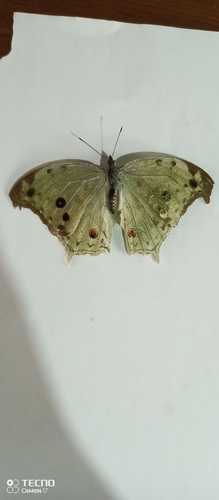 Common Mother-of-Pearl