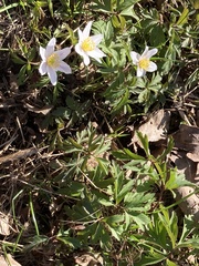 Anemonoides nemorosa