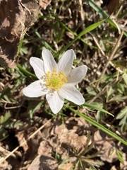 Anemonoides nemorosa
