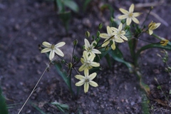 Triteleia ixioides scabra