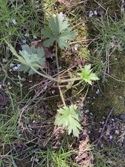 Ranunculus acris