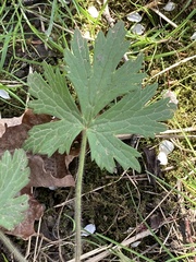 Ranunculus acris