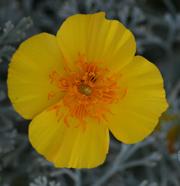 Eschscholzia palmeri